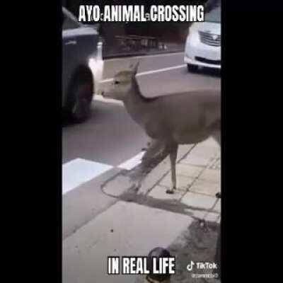 Animl crossn? Get the jokrrr?????