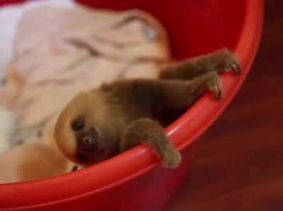 It&rsquo;s tough getting out of bed for anyone 🦥