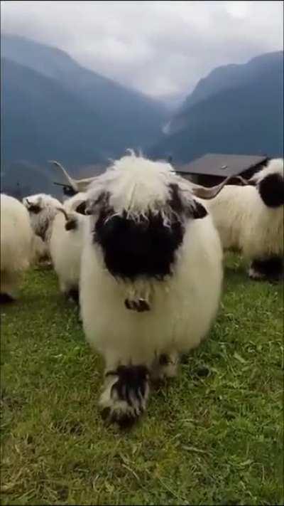 The Valais Blacknose is a breed of domestic sheep originating in the Valais region of Switzerland. It is a dual-purpose breed, raised both for meat and for wool.