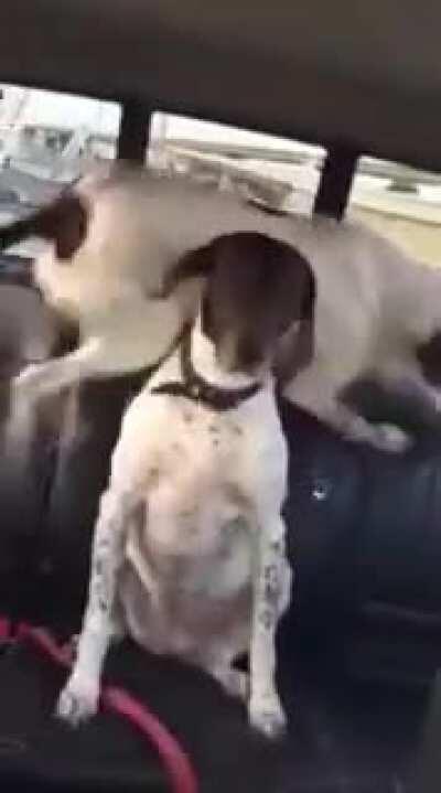 As per the owner: Just a typical trip to the dog park. Vicky is so patient, while Karl is just a nut.