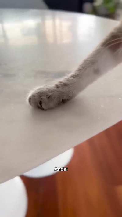 A vida de quem tem gato