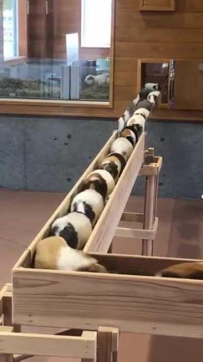 Look at all these cute potato’s crossing a bridge!!