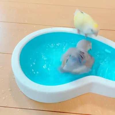 SwimmyBirb