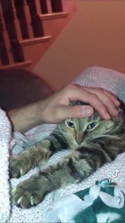 Start petting the cat!!!! NOWWW!!!