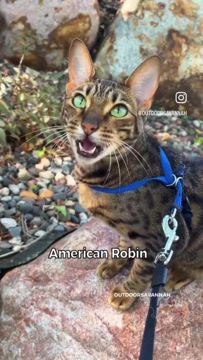 Cat mimicking sounds of other animals to lure them closer