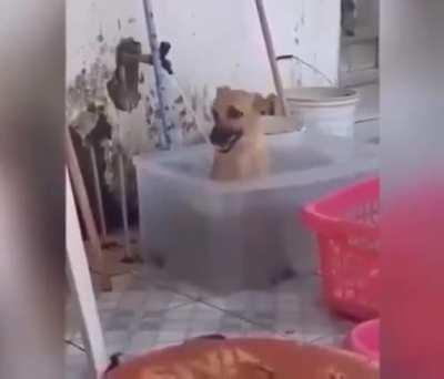 Just a dog having fun in the water