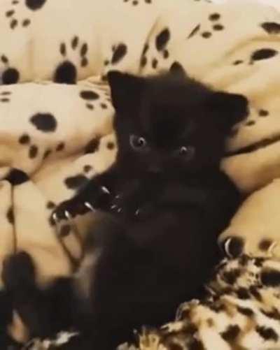 Black Panther sequel