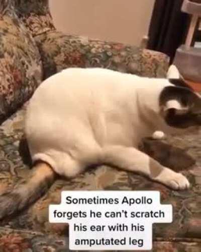 I'm grateful for your help hooman :)