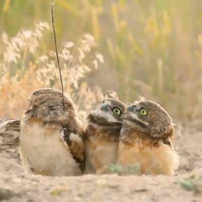 Whoa, Carl is becoming a tree!