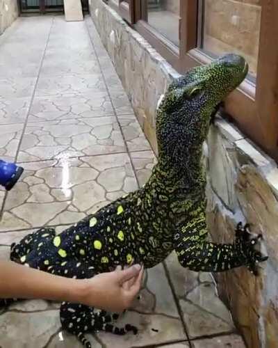 Bath time for a crocodile monitor