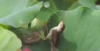 Bird threading pine needles through a leaf to shelter its nest