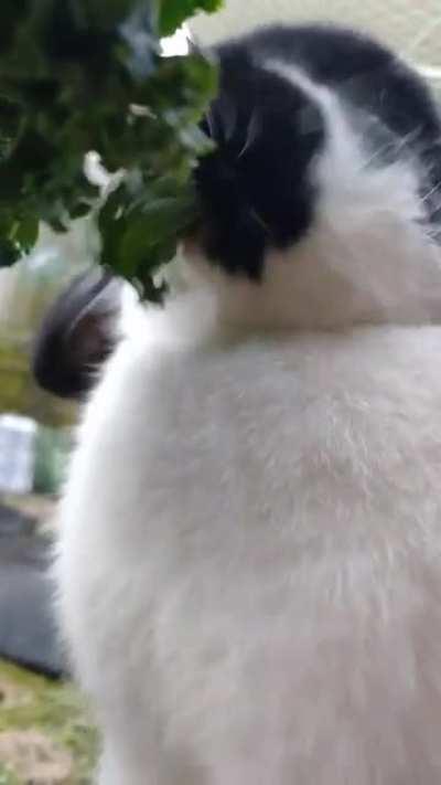 Pov: You are kale 🥬