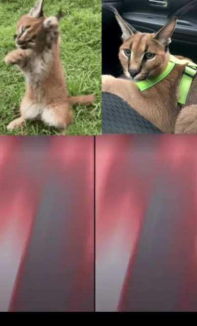 Disagree = failed abortion