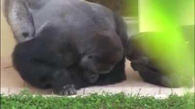 Silverblack gorilla and his son closely watching a caterpillar