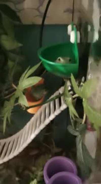 some beautiful booty shaking and singing