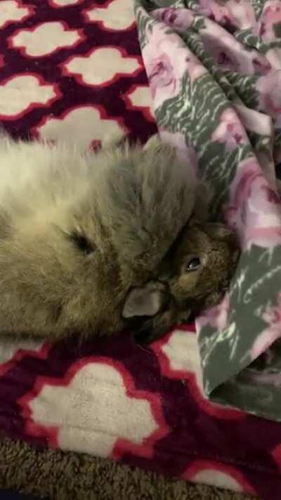 And here is a bunny flop for you 🥰🥰🥰 my cute baby