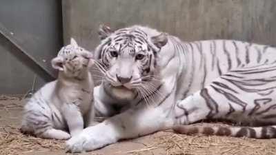 Mama tigress looks a little tired