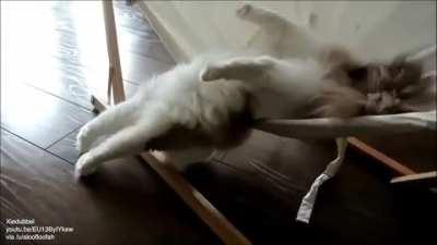 Cat learns to use a hammock