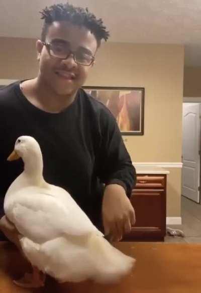 Duck throws it back.