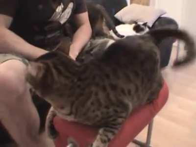 Masochistic love is priceless... lmao