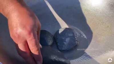 Most elaborate dish in Bosnia