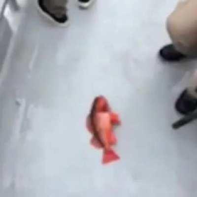 ATTENTION ALL REDDITARDS