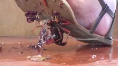 Flavia really likes to step on it, it's incredible how she leaves it completely flattened and stuck to her soles 😍