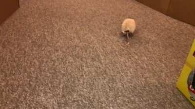 Meatball my foster boy has gone to his new home, and I think it's fitting that this is the last video I took of him lol