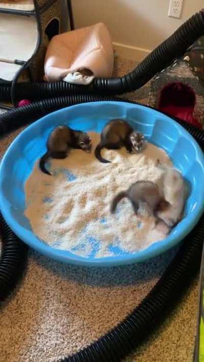 The full video of the woozel mosh pit was requested, so enjoy some extra footage of the baby Mochi joining in as well!