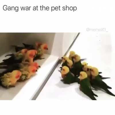 Gang wars