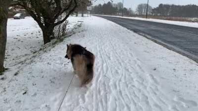 I didn&rsquo;t expect Shadow&rsquo;s walk in nighttime snow to be so popular! Here she is again, having a daytime snowy jaunt. Enjoy!