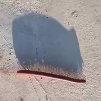 Thanks, I hate millipede shadows