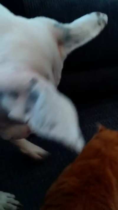 Ginger grooms a Bull Arab