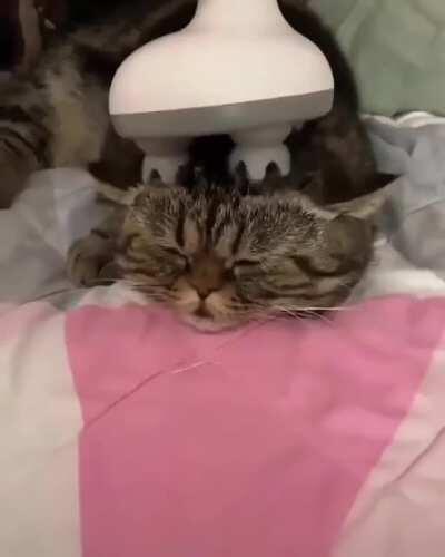 BasTaRD fUCkiNg SucKs cAt's BRAiN oUT wItH sICK alIeN TeCHnoLOgy
