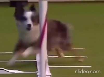 Ele tá fazendo o seu melhor