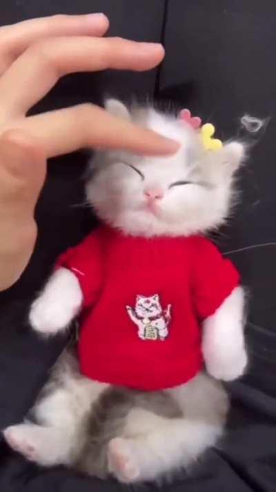 awww, what a cute kitten so cutiiiee