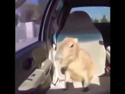 When you finally get to sit in the front seat: