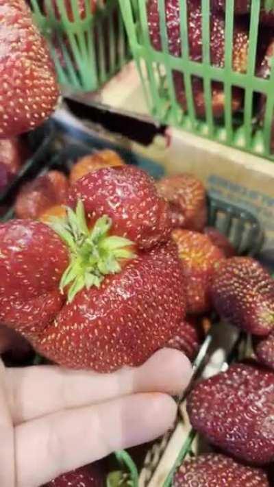 This strawberry looks like 3 strawberries merged into one