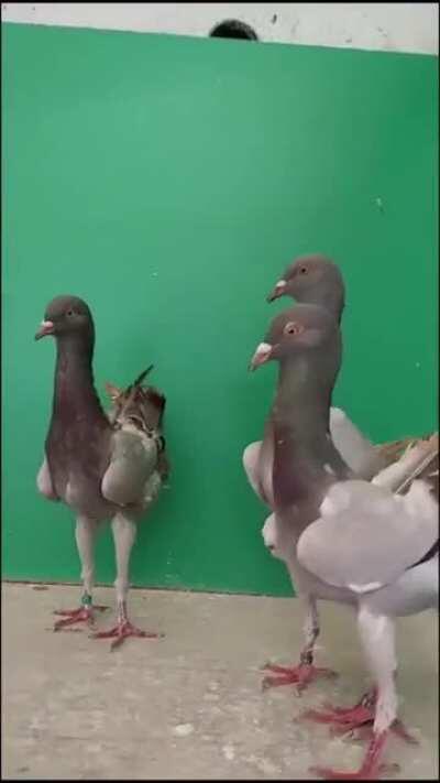 Wiley coyote could not catch these.