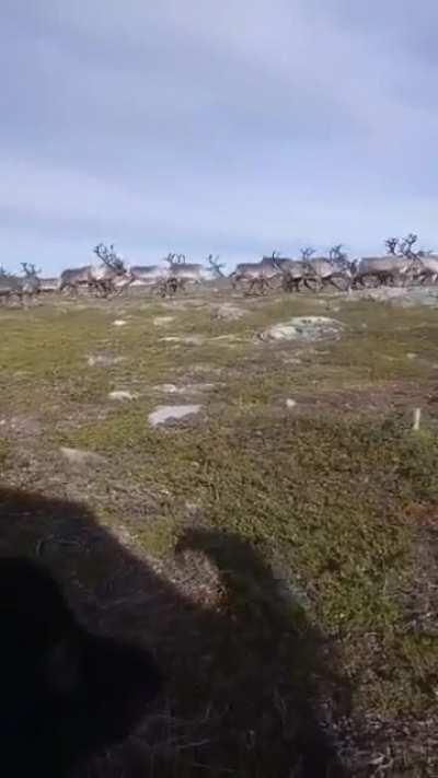 My finnish lapphund. He just looks at them, since i don't give him a signal to do anything