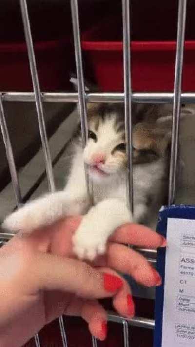 Stop, human! I chose you!