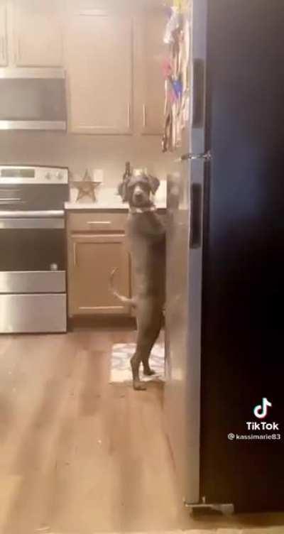 My dog people need me