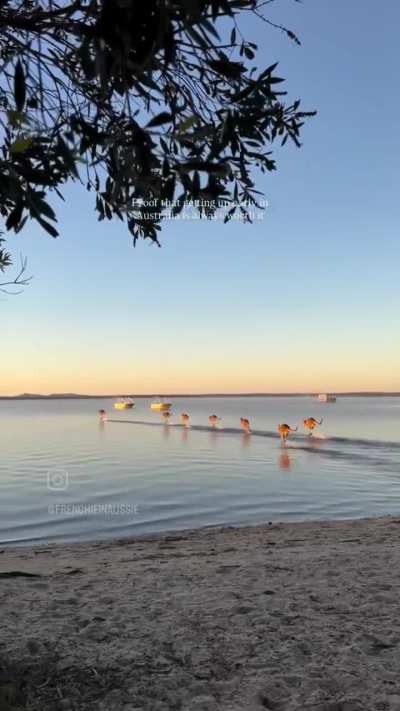 🔥Coastal Kangaroos🦘