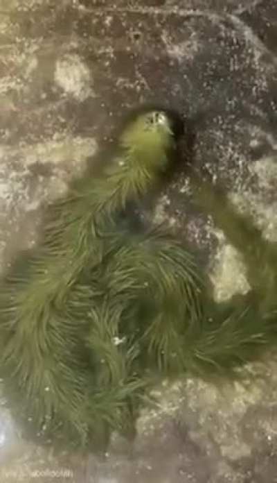 A snake covered in algae