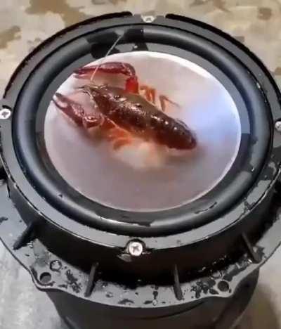 Lobster rave