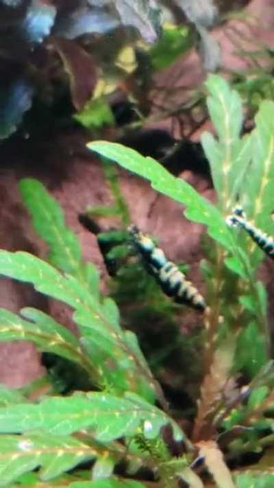 Desktop Shrimp Tank (8 gallons)