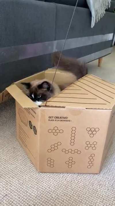 Calculating catbutt wiggle