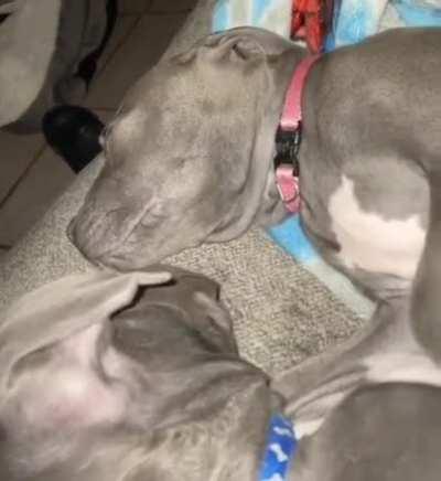 It’s ok. I’m here, baby