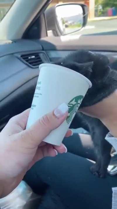 Finally the cat take a break