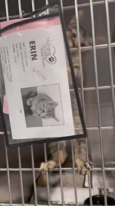 I went volunteering at the Humane Society and found this kitten.